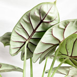 와이키키농장 알로카시아 실버드래곤 인테리어 희귀식물 공기정화 반려 힐링 선물 인테리어 소품 : 와이키키 농장