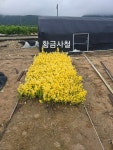 황금사철나무 털이묘 울타리 차폐용나무 묘목 : 남림원예종묘