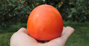 제철 햇 대봉감 대봉시 5kg 후숙과일 홍시 : 오투팜 스토어