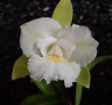 카틀레야.Siam jade 시암 제이드.그린색에 흰색립프.아주향기좋은향.고급종.잘않나오는 품종.인기상품. : 꽃천지