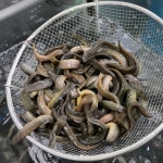국내산 활 미꾸라지로 만든 추어탕 1팩에 500g 누구나 부담없이 드세요. : 세상에서제일싼마켓