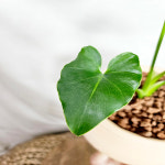 와이키키농장 미니 호프 셀렘 인테리어 공기정화 식물 반려 힐링 선물 인테리어 토분 소품 : 와이키키 농장