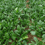 남해 해풍 맞고 자란 노지 최상급 보물초 시금치 : 상점 진국