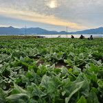 남해 해풍 맞고 자란 노지 최상급 보물초 시금치 : 상점 진국
