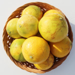 천하일품 제주 제철 황금향 못난이 혼합과 3kg : 천하일품감귤농장