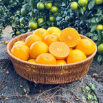 제주 산지직송 황금향 가정용/선물용 1.5kg 2.5kg 4.5kg : 제주열매언니