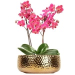 팬판지아 9.8인치 금화병 실내 화분 팔레놉시스 레트로 황금 장식 웨딩 홈 거실 침실 : 씨유리테일