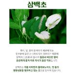 목이칼칼할때 삼백초추출물 삼백초 : OGANE