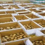 [달콩농장]산지직송 강원도 햇감자 포슬포슬 수미감자 5KG(중 대 왕특대 사이즈) : 달콩 농장