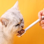 반려동물 간식 숟가락 펫용품 펫간식 강아지사료 : 아신유통