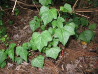 송악 포트묘 관상수 조경수 아이비 헤데라 : 케이탑가든센터