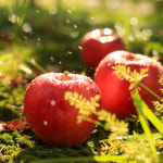 [DMZ 1km 사과농원] 25년 감홍(과수선택) 5kg G마크 : 마켓경기