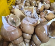 동해안 삼척 백골뱅이(참골뱅이) 1kg : 순양수산