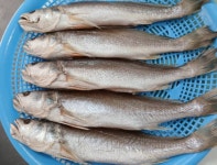 민어조기 반건조생선 제수용생선  450-490g 3마리 5마리 : 은영이네 사문상회