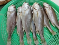 침조기 반건조생선 제수용생선 200-220g 3마리 5마리 : 은영이네 사문상회