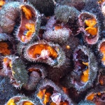 포항 해녀 당일바리 자연산 생물 보라성게알,말똥성게알 : 북평대게