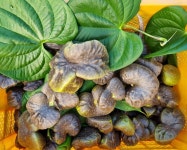 10kg 하늘마 열매마 영주봉화 소백산 농가직송 대 중 혼합사이즈 : 미래상회 밴드