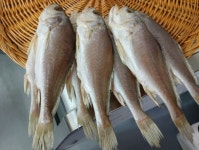 침조기 반건조생선 제수용생선 200-220g 3마리 5마리 : 은영이네 사문상회