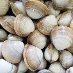 고창 자연산 동죽 10kg- 해수해감 물총조개 : 하전바지락