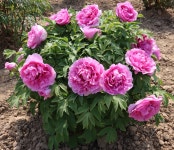 수입 붉은계열 분홍색 목단 모란 부귀만탕 털이묘 정원꾸미기 : JB가든센터