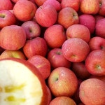 경북 가정용 못난이 꿀사과 혼합5kg,9kg : 은하수농장