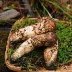 [자연산 프리미엄] 고품격 국내산 송이버섯 특등품 경북 산지직송 : 로라팜