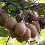 자연아침 골드키위 묘목 그린키위 나무 접목 1년생 5주 : 자연아침