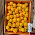 10+1 할인행사!!고당도 제주감귤 유라조생 농장직송 3kg 5kg 10kg : 제주금향이네농원