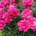 작약 홍안비상 3촉 관상수 조경수 묘목 : 케이탑가든센터