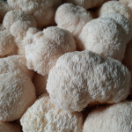 [들녘표고농장] 친환경 무농약 노루궁뎅이 버섯 : 들녘표고농장