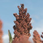 국내산 찰수수 1kg 1개 국산 붉은 수수 영양잡곡 건강한 밥상 : 명성쌀