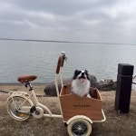 1 바스켓 반려동물 트레일러 완성차 애견 핑크 산책 강아지 자전거 세발 키즈 핑크 완성차 : 칠팔CP