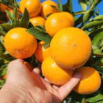 제주 타이벡 감귤 5kg 당도보장 고당도 밀감 달콤한 타이백귤 : 베리한식탁