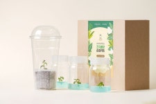 붉은 사철란 조직배양묘 순화키트 교육용 식물키트 토종 보석란 테라리움 비라리움 정글플랜츠 : 보타닉풀