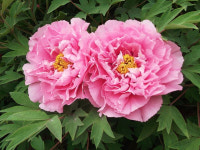 목단 인홍차오두이 : 소요 SOYO