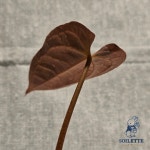 동일라미 | [소일렛] 안스리움 블루파필리라미넘 (동일개체 판매) : SOILETTE