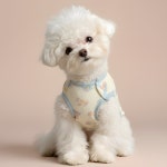 강아지 수면 조끼 실내복 베베 이지 조끼 : 햅삐멍멍