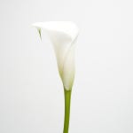 카라 꽃다발 부케 생화 한단 : 픽플라워