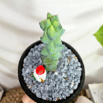 와이키키농장 귀여운 미니 트리 용비 선인장 인테리어 식물 반려 겨울 선물 인테리어 소품 : 와이키키 농장