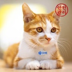 스테인레스 스틸 애완 동물 강아지 이름 목걸이 펜던트 맞춤형 고양이 개 ID 태그 Anti-Lost Kitten 주소 Pet Sog 장식 : -엘케이무역-