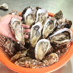 제철 여수 석화 5kg 10kg 석화굴 생굴 각굴 산지직송 : 마켓아인스