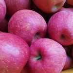 청송 얼음골 사과 유명한곳 4kg : 청송달콤농원