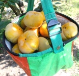 25년산 제철 가을 전남 장성 햇 프리미엄 차량 부유 태추단감 대봉 2kg 5kg 10kg : 달콤스윗박스