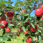 [산지직송_경상북도] 봄특가 새콤달콤 아삭아삭 천혜자연 경북 부사사과 1kg~4kg : 식품을 대하는 따뜻한 온기