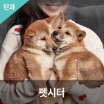 펫시터 자격과정 반려견 아르바이트 부업 취업 자격증 온라인 강의 : 한국반려동물아카데미