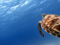 보홀 호핑투어 돌고래 거북이 발리카삭 버진아일랜드 디프리 올인원 고프로 : 디프리호핑