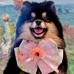 모네 정원 리본 명화 시리즈 핸드메이드 강아지 고양이 대형견 케이프 : 앨리스 펫