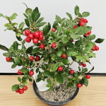 루비산사나무 110 : 샬롬꽃농원