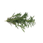 채소퀸 싱싱한 로즈마리 생잎 10g 데코 식용허브 플레이팅 가니쉬 : 채소퀸