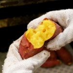 못난이고구마10킬로 거산고구마10kg 고구마효능 안면도호박고구마5kg 당진 토울고구마 : 꿀폭탄